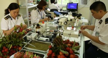Giấy phép kiểm dịch thực vật nhập khẩu